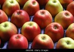 manyapples
